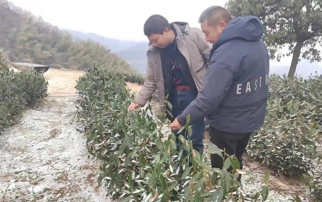 3月5日，磐安将打响春茶“第一仗”