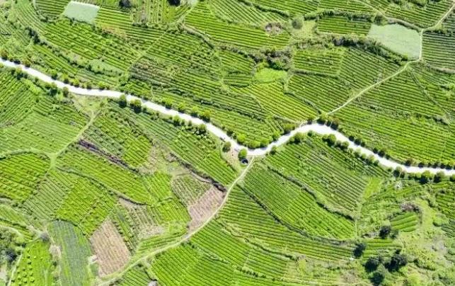 “三品”战略引领千年苔茶香飘万家——石阡县生态茶产业高质量发展观察