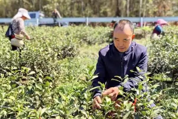 四川青川：“白叶一号”侧枝压条后迎今春首采