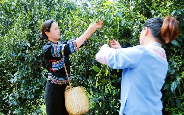 长顺：古茶春韵浓 家门口的 “绿色银行”