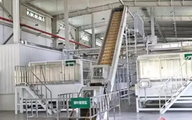 一片茶叶的全产业链创新——探访农夫山泉云南加工生产基地