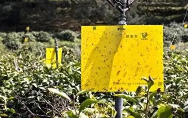 7.4亿！黄山茶上半年出口“成绩单”来了