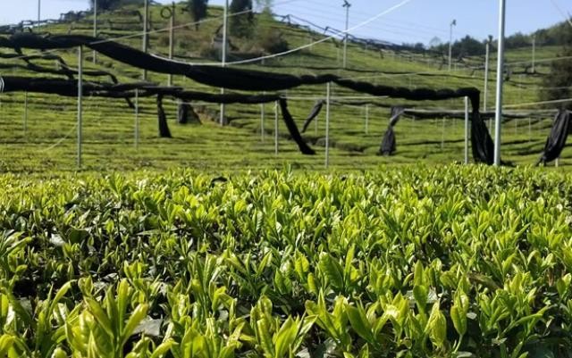 布局抹茶新赛道 安顺茶走向国际大市场