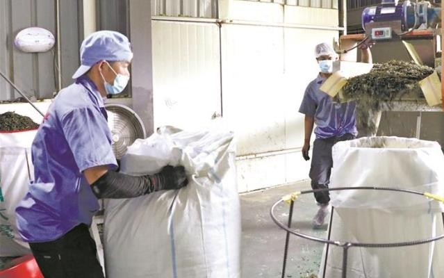 霞浦： 茶产业提质增效 铺就乡村共富路