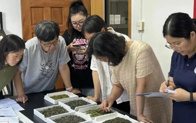金沙贡茶40份茶样接受“感官审评”大考！