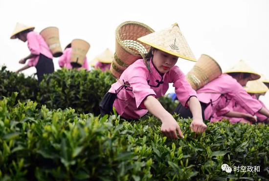 采茶少女在采摘政和白茶