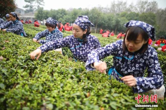 3月21日，采茶女在南京中山陵茶厂茶园内采摘雨花春茶。眼下正是春茶上市季节，各地茶叶采摘炒制进入旺季。据介绍，雨花茶的制作工艺全程需要经历精采芽叶、轻度萎凋、高温杀青、适度揉捻、整形干燥等工艺流程。<a target='_blank' href='http://www.chinanews.com/'>中新社</a>记者 泱波 摄