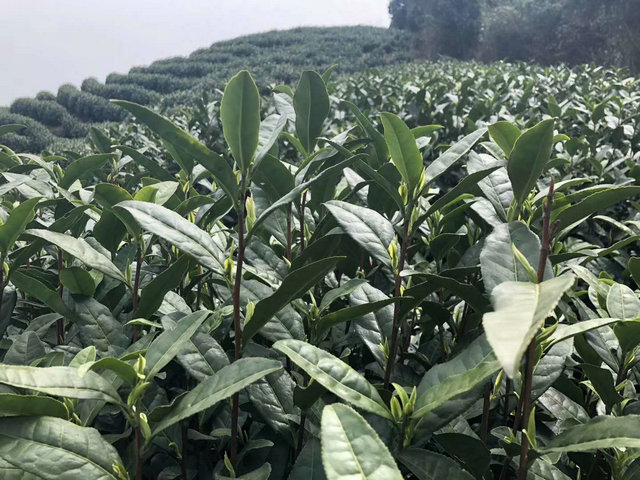 2c1c7643a9be1036fe6595d4c7faa546.jpg 2c1c7643a9be1036fe6595d4c7faa546.jpg